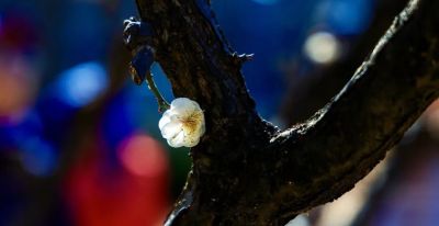 开了，超出片！（附手机拍摄实用技巧） - 图画吧TUHUABA