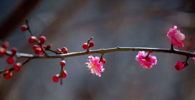 开了，超出片！（附手机拍摄实用技巧） - 图画吧TUHUABA