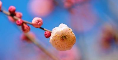 开了，超出片！（附手机拍摄实用技巧） - 图画吧TUHUABA