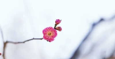 开了，超出片！（附手机拍摄实用技巧） - 图画吧TUHUABA