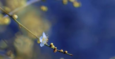 开了，超出片！（附手机拍摄实用技巧） - 图画吧TUHUABA