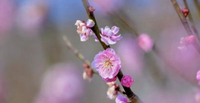 开了，超出片！（附手机拍摄实用技巧） - 图画吧TUHUABA