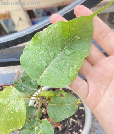 菩提树开花吗？适合家庭种植吗？需要注意哪些方面？ - 图画吧TUHUABA