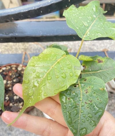菩提树开花吗？适合家庭种植吗？需要注意哪些方面？ - 今日头条