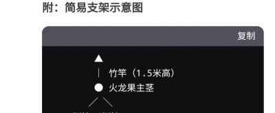 火龙果，家庭种植管理 - 图画吧TUHUABA