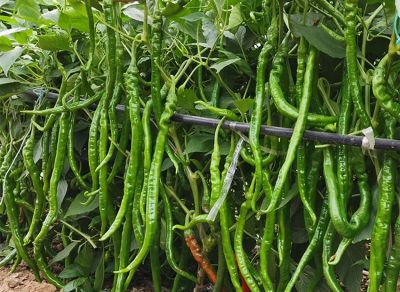 家庭种植蔬菜，这三种肥料就足够了，啥菜也长得好，其他全是浪费 - 图画吧TUHUABA