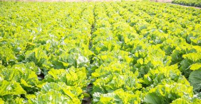 家庭种植蔬菜，这三种肥料就足够了，啥菜也长得好，其他全是浪费 - 图画吧TUHUABA