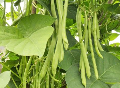 家庭种植蔬菜，这三种肥料就足够了，啥菜也长得好，其他全是浪费 - 图画吧TUHUABA