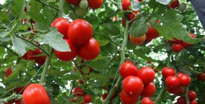 家庭种植蔬菜，这三种肥料就足够了，啥菜也长得好，其他全是浪费 - 图画吧TUHUABA