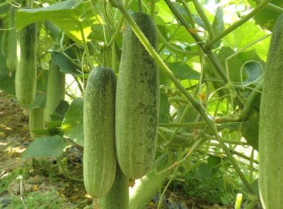 家庭种植蔬菜，这三种肥料就足够了，啥菜也长得好，其他全是浪费 - 图画吧TUHUABA