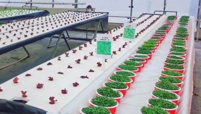 春播好时节！“北苑路88号”市集邀您开启家庭种植之旅 - 图画吧TUHUABA