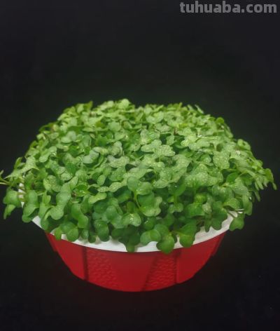 春播好时节！“北苑路88号”市集邀您开启家庭种植之旅 - 图画吧TUHUABA