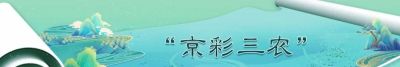 春播好时节！“北苑路88号”市集邀您开启家庭种植之旅 - 图画吧TUHUABA
