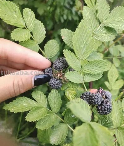 适合家庭种植的水果，好吃又好种 - 今日头条