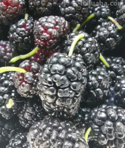 适合家庭种植的水果，好吃又好种 - 图画吧TUHUABA