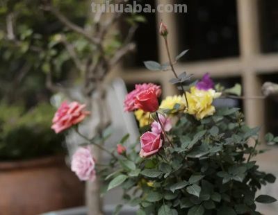 适合家庭种植的水果，好吃又好种 - 图画吧TUHUABA