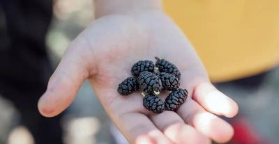 适合家庭种植的水果，好吃又好种 - 图画吧TUHUABA