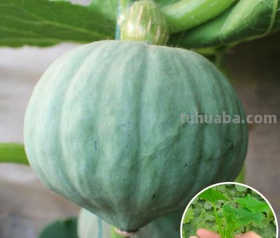 巴掌大阳台也能变“南瓜园”：贝贝南瓜家庭种植全攻略 - 图画吧TUHUABA