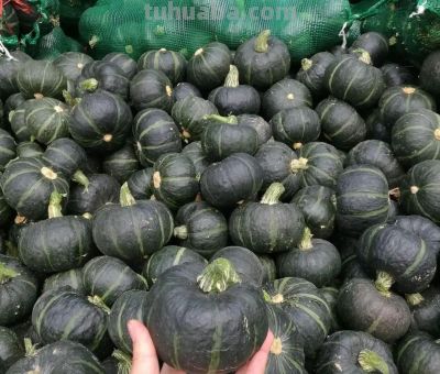 巴掌大阳台也能变“南瓜园”：贝贝南瓜家庭种植全攻略 - 图画吧TUHUABA