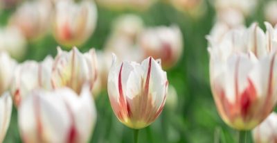 收到鲜花，你却不知道花语是什么意思？当心会错意！ - 今日头条