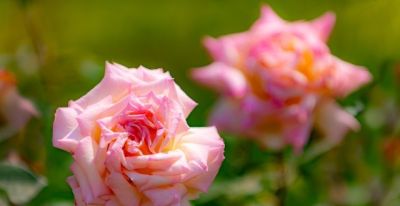 收到鲜花，你却不知道花语是什么意思？当心会错意！ - 图画吧TUHUABA