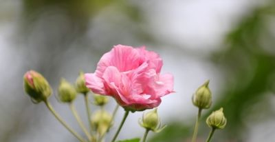 收到鲜花，你却不知道花语是什么意思？当心会错意！ - 图画吧TUHUABA