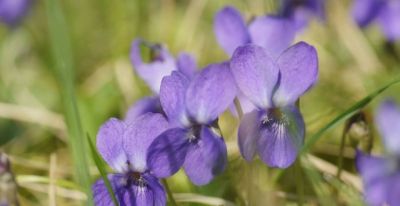 收到鲜花，你却不知道花语是什么意思？当心会错意！ - 图画吧TUHUABA