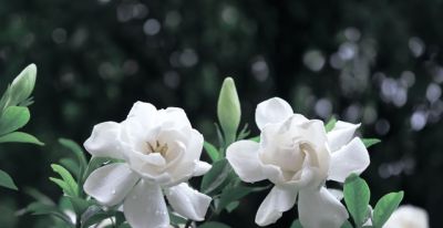 收到鲜花，你却不知道花语是什么意思？当心会错意！ - 图画吧TUHUABA