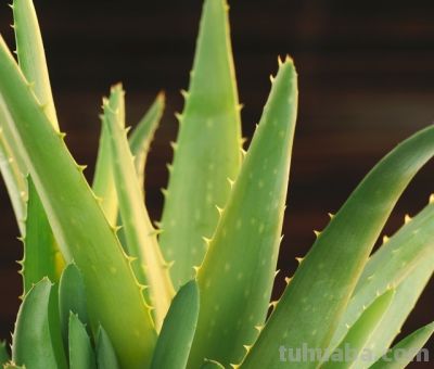 收到鲜花，你却不知道花语是什么意思？当心会错意！ - 图画吧TUHUABA