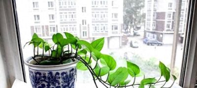 “一棵绿萝七个鬼”，老祖宗传下来的“顺口溜”，真的有道理吗 - 今日头条