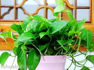 “一棵绿萝七个鬼”，老祖宗传下来的“顺口溜”，真的有道理吗 - 图画吧TUHUABA