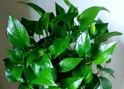 “一棵绿萝七个鬼”，老祖宗传下来的“顺口溜”，真的有道理吗 - 图画吧TUHUABA