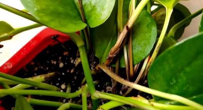 “一棵绿萝七个鬼”，老祖宗传下来的“顺口溜”，真的有道理吗 - 图画吧TUHUABA