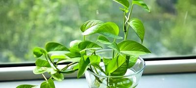 “一棵绿萝七个鬼”，老祖宗传下来的“顺口溜”，真的有道理吗 - 图画吧TUHUABA