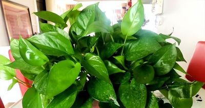 “一棵绿萝七个鬼”，老祖宗传下来的“顺口溜”，真的有道理吗 - 图画吧TUHUABA