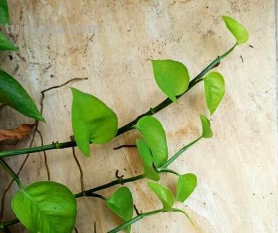 “一棵绿萝七个鬼”，老祖宗传下来的“顺口溜”，真的有道理吗 - 图画吧TUHUABA