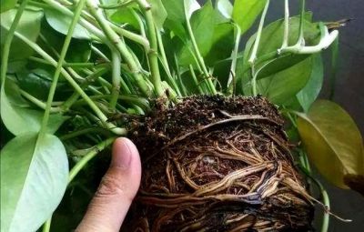 “一棵绿萝七个鬼”，老祖宗传下来的“顺口溜”，真的有道理吗 - 图画吧TUHUABA