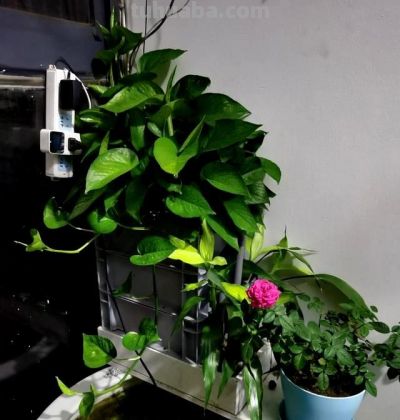 “一棵绿萝七个鬼”，老祖宗传下来的“顺口溜”，真的有道理吗 - 图画吧TUHUABA