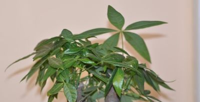 发财树越养越旺的秘诀，看完再也不养死 - 图画吧TUHUABA