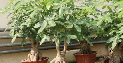 发财树越养越旺的秘诀，看完再也不养死 - 图画吧TUHUABA