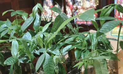 发财树越养越旺的秘诀，看完再也不养死 - 图画吧TUHUABA