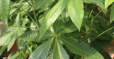 发财树越养越旺的秘诀，看完再也不养死 - 图画吧TUHUABA