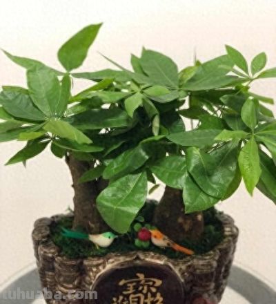 发财树开春：4件事一做反，直接烂根白养一年！90%花友都中招！ - 图画吧TUHUABA