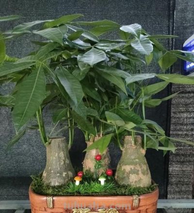 发财树开春：4件事一做反，直接烂根白养一年！90%花友都中招！ - 图画吧TUHUABA