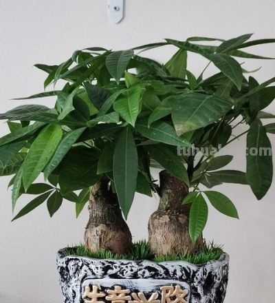 发财树开春：4件事一做反，直接烂根白养一年！90%花友都中招！ - 图画吧TUHUABA