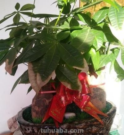 发财树开春：4件事一做反，直接烂根白养一年！90%花友都中招！ - 图画吧TUHUABA