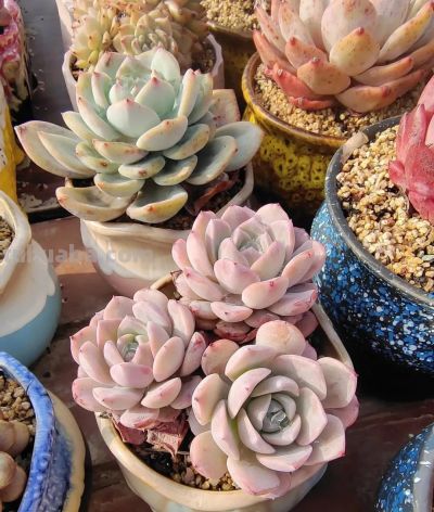 春分在望，每一棵多肉都是春天的样子 - 图画吧TUHUABA