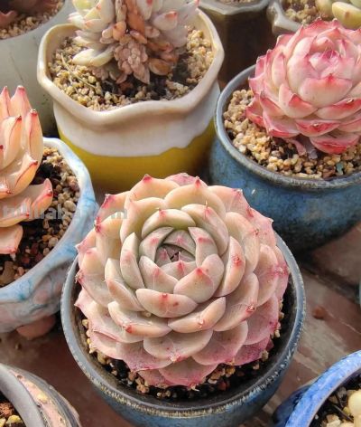 春分在望，每一棵多肉都是春天的样子 - 今日头条