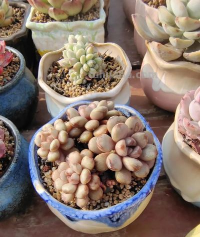 春分在望，每一棵多肉都是春天的样子 - 图画吧TUHUABA