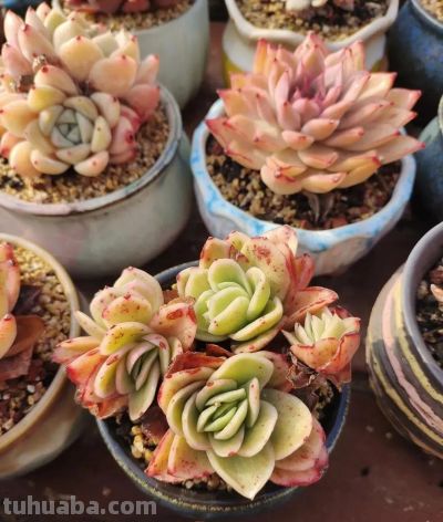 春分在望，每一棵多肉都是春天的样子 - 图画吧TUHUABA